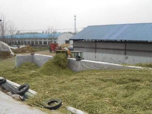 青貯飼料制作的黃金期 掌握關鍵技術，成就優質飼料